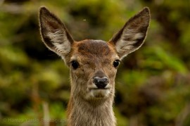Deer