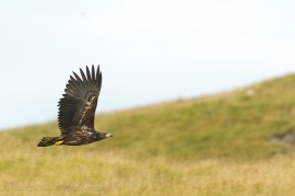 Eagle in flight