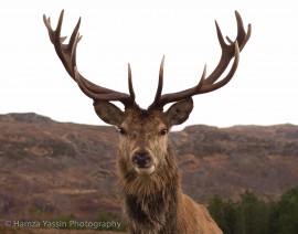 Royal Stag