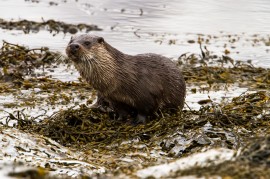 Dog Otter