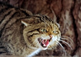 Wildcat