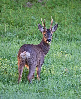Roe Buck in Dawn Sun