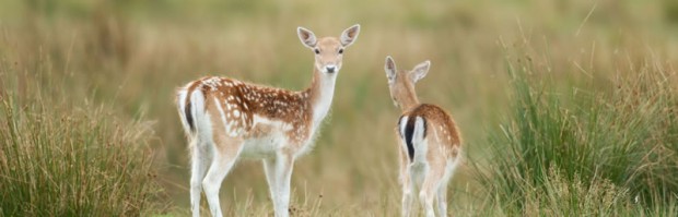 Deer