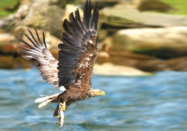 Sea Eagle